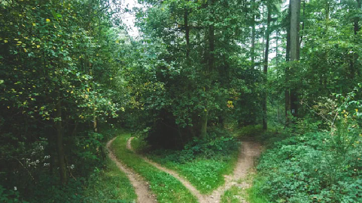 A split dirt path cuts through dense, green woods.