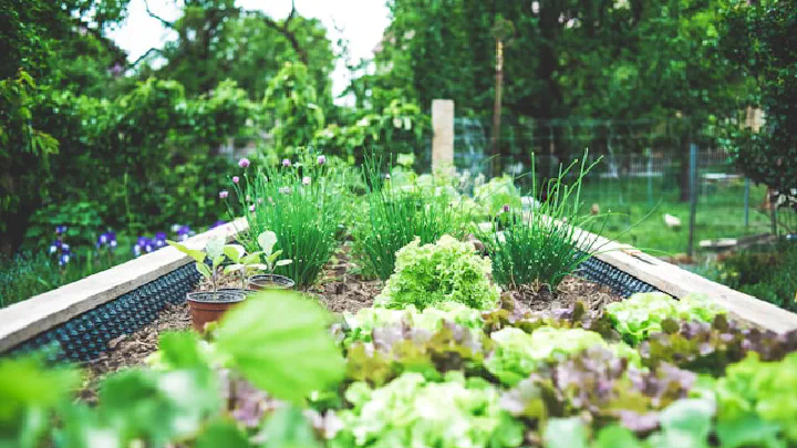 A home garden growing happily